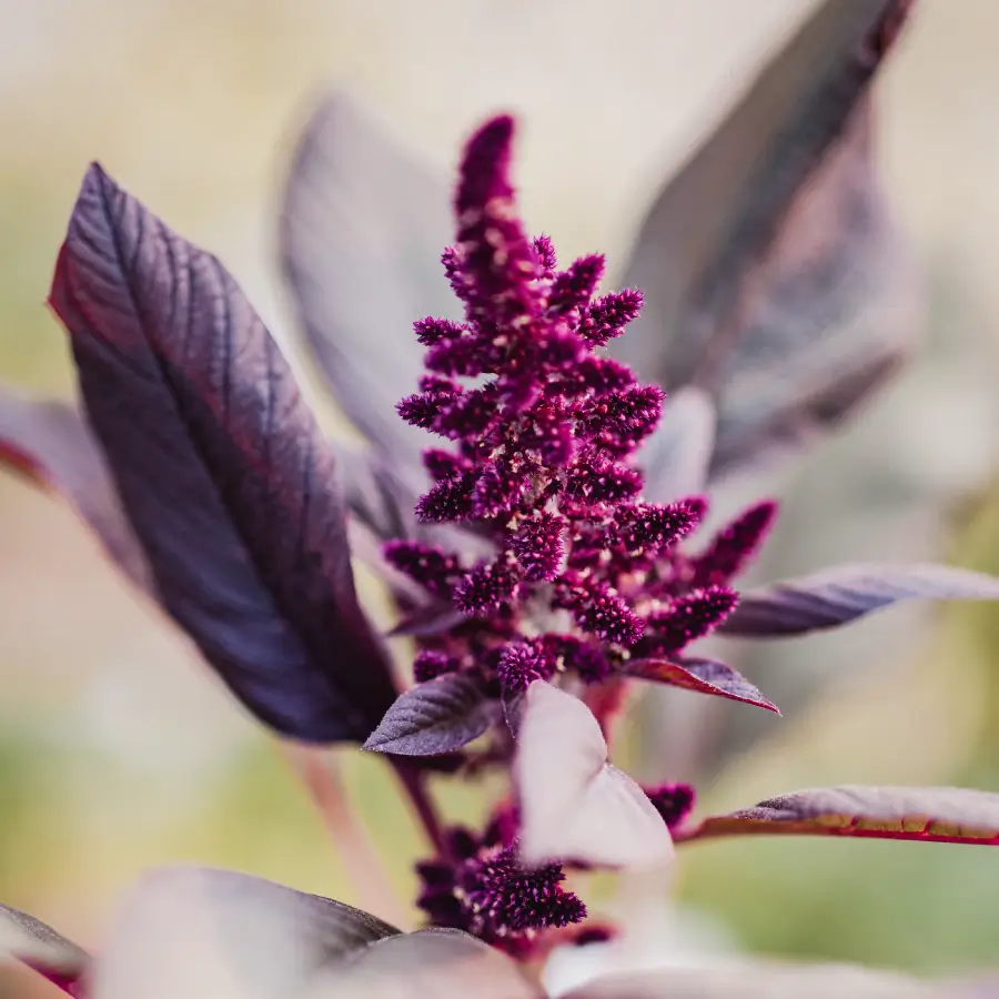 Amaranthus - luxury hair care brand. Best hair care products. Curly hair products. Najlepsze kosmetyki do włosów. Odżywki do włosów. Szampon do włosów. Pielęgnacja włosów. Naturalne szampony.