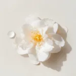 Camellia Japonica / Tsubaki Oil - one of the main ingredients at Luare - a clean beauty, modern, luxury hair care brand - used in shampoos, conditioners, hair oils.