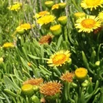 Golden Samphire - one of the main ingredients at Luare - a clean beauty, modern, luxury hair care brand - used in shampoos, conditioners, hair oils.